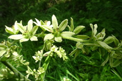 Veratrum oxysepalum