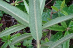 Rhododendron hypoleucum