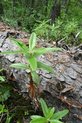 Rhododendron hypoleucum