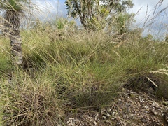 Triodia microstachya