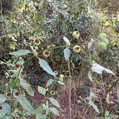Hyptis capitata