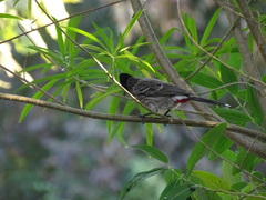 Pycnonotus cafer