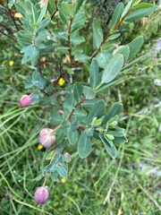 Pimelea ligustrina