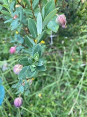 Pimelea ligustrina