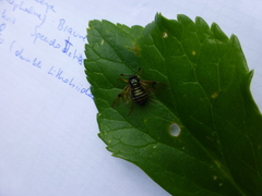 Cimbicidae