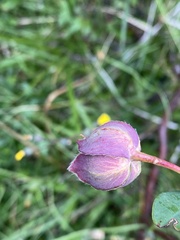 Pimelea ligustrina