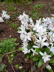 Scilla mischtschenkoana