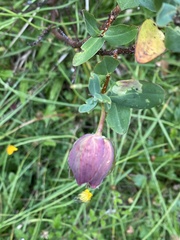 Pimelea ligustrina