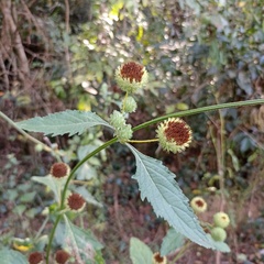 Hyptis capitata