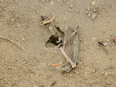 Acromyrmex lobicornis