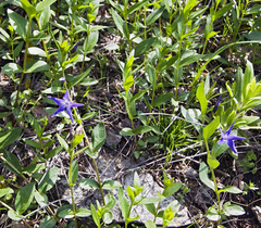 Vinca herbacea