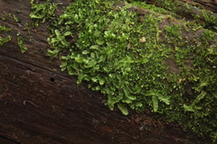 Calypogeia integristipula