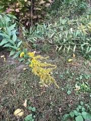 Solidago