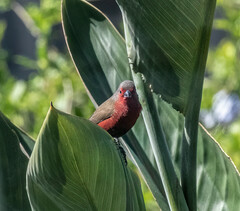 Lagonosticta rubricata