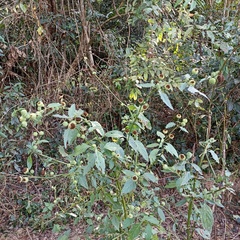 Hyptis capitata