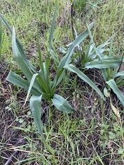 Chlorogalum pomeridianum
