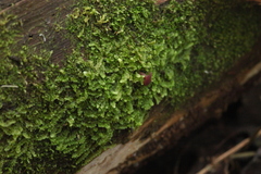 Calypogeia integristipula