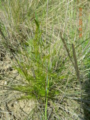 Asparagus verticillatus