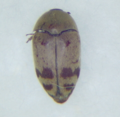 Dermestidae
