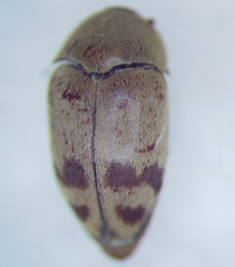 Dermestidae