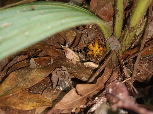 Curculigo latifolia (Curculigo latifolia)
