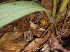 Curculigo latifolia