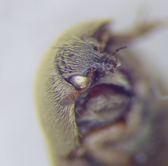 Dermestidae