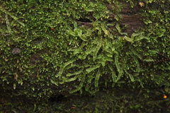 Calypogeia integristipula