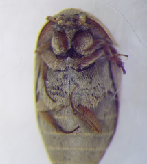 Dermestidae