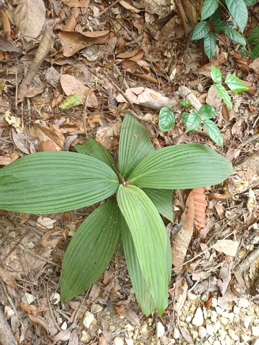 Curculigo latifolia, photograph 1