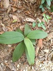 Curculigo latifolia, photograph Samuel Lee, CC BY, iNaturalist via GBIF
