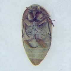 Dermestidae
