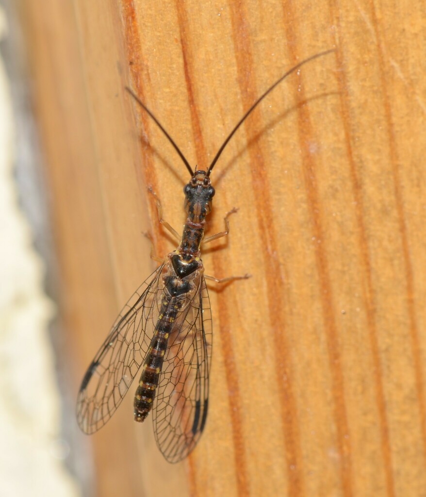 Fibla maclachlani