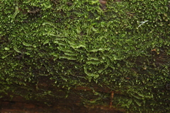 Calypogeia integristipula