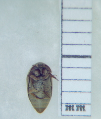 Dermestidae