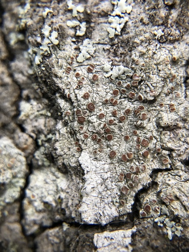 Caloplaca camptidia image
