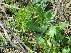Glaucium corniculatum