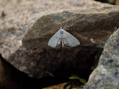 Cataclysta lemnata