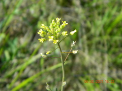 Camelina