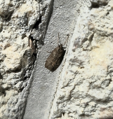 Eudonia submarginalis