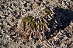 Dociostaurus maroccanus