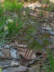 Thalictrum filamentosum