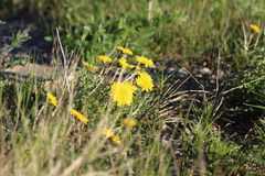 Taraxacum ceratophorum