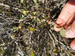 Cissampelos capensis