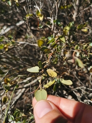Cissampelos capensis