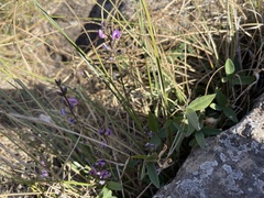 Glycine tabacina
