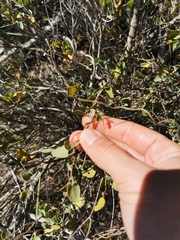 Cissampelos capensis