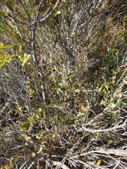 Cissampelos capensis