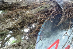 Bryocaulon pseudosatoanum