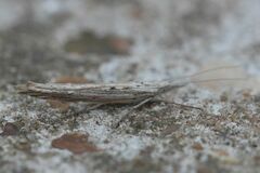 Ypsolopha mucronella